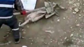 Muş'ta eziyet edilen köpek bulundu! Belediye personelleri açığa alındı