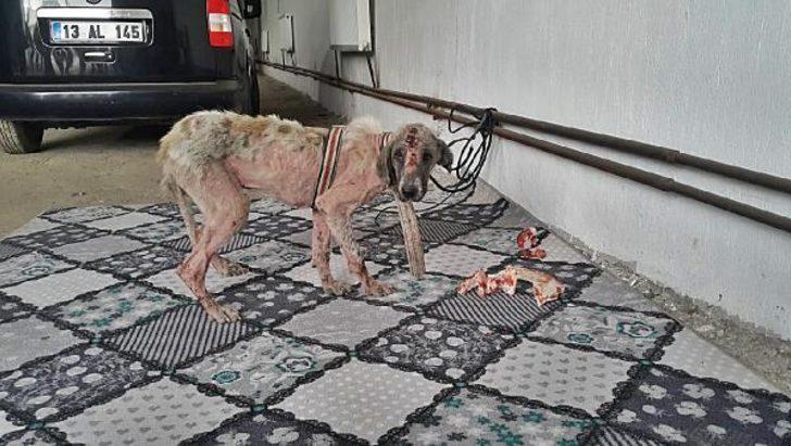 Muş'ta eziyet edilen köpek bulundu! Belediye personelleri açığa alındı G2
