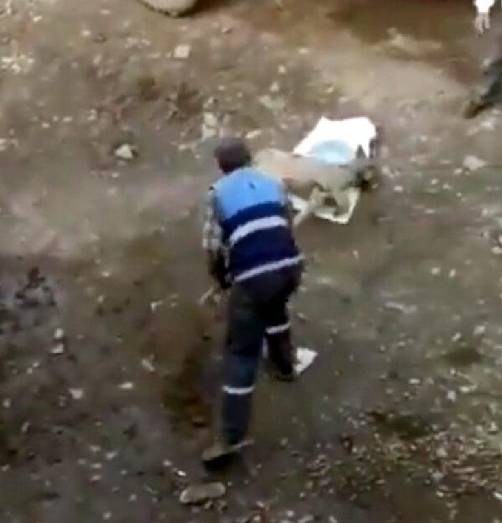 Muş'ta eziyet edilen köpek bulundu! Belediye personelleri açığa alındı G3