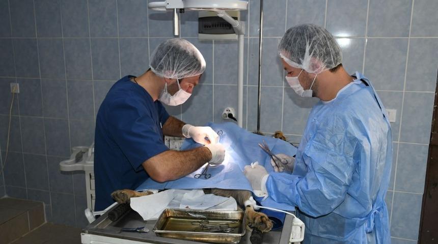 Karab&uuml;k&rsquo;te sokak hayvanlarının bakımı devam ediyor