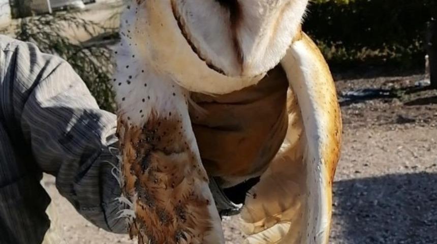 Yaralı halde bulunan pe&ccedil;eli baykuş tedavi altına alındı