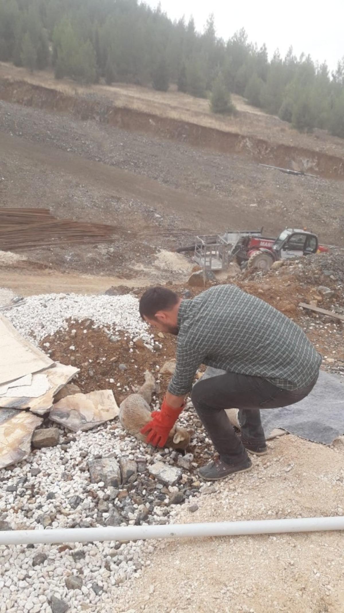 Yol kenarında yaralı tilki bulundu