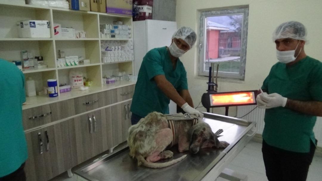 İşkence edilen k&ouml;peği Vali G&uuml;nd&uuml;z&ouml;z sahiplendi