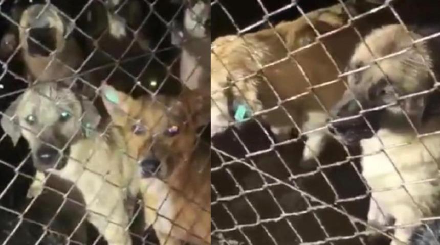 Ordu'da, barınakta tepki çeken görüntülere belediyeden açıklama