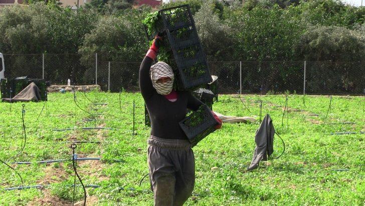Hatay’da 5 bin dekar alanda maydonoz üretiliyor G2