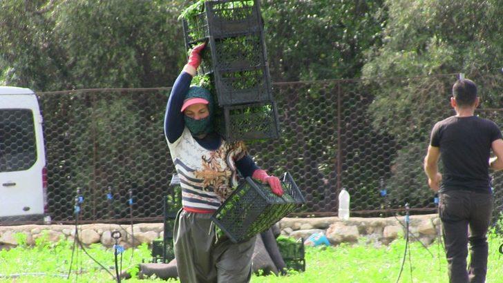 Hatay’da 5 bin dekar alanda maydonoz üretiliyor G3