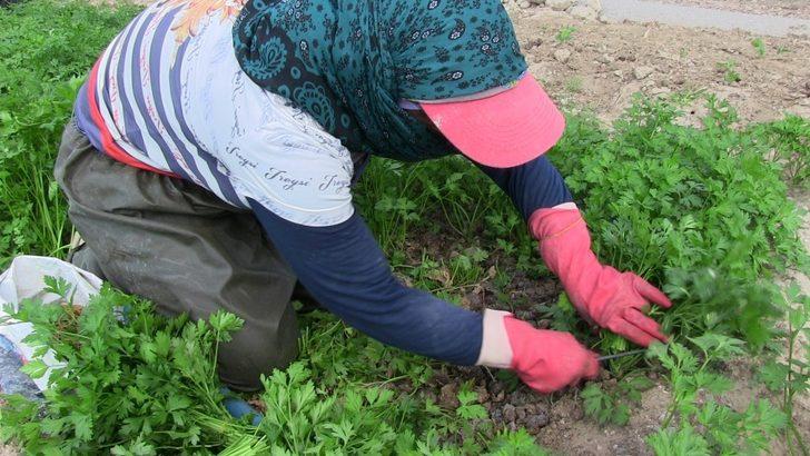 Hatay’da 5 bin dekar alanda maydonoz üretiliyor G4