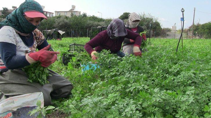 Hatay’da 5 bin dekar alanda maydonoz üretiliyor G5