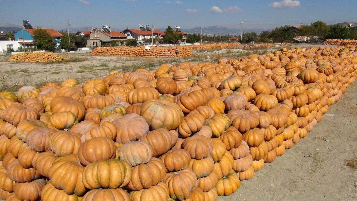 Burdurlu bal kabağı &uuml;reticisi, alıcı bekliyor
