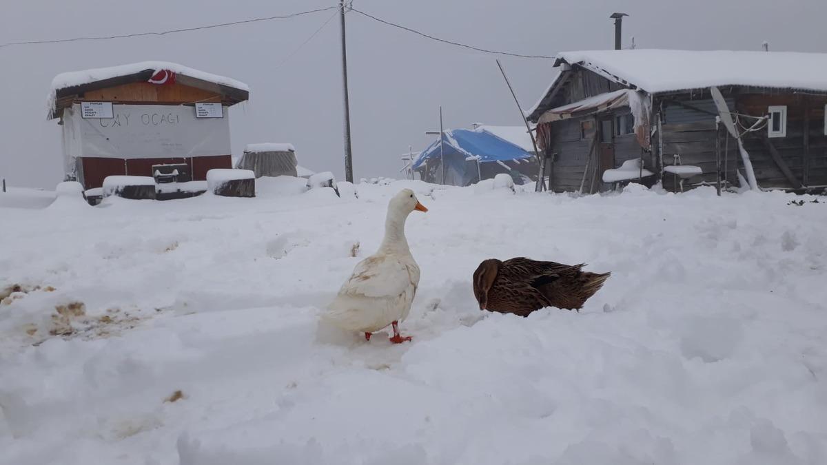 Rize'de kar nedeniyle yaylada mahsur kalanlar i&ccedil;in &ccedil;alışma başlatıldı