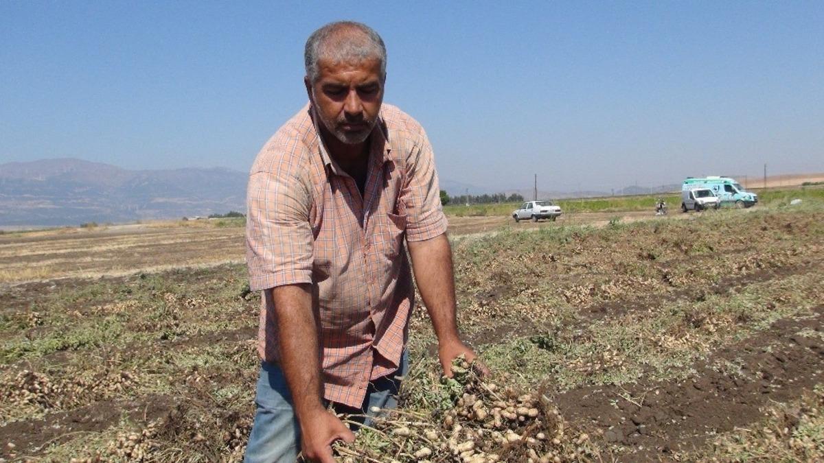 Gaziantep&rsquo;te yer fıstığı hasadı başladı