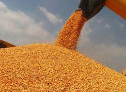 Toprak Mahsulleri Ofisi mısır alım fiyatını açıkladı