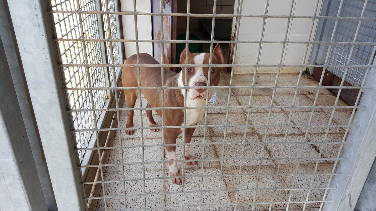 Ordu'da, barınaktaki tepki &ccedil;eken g&ouml;r&uuml;nt&uuml;lere soruşturma (2)