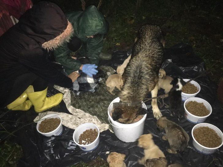 Ordu’nun pati dostları G1