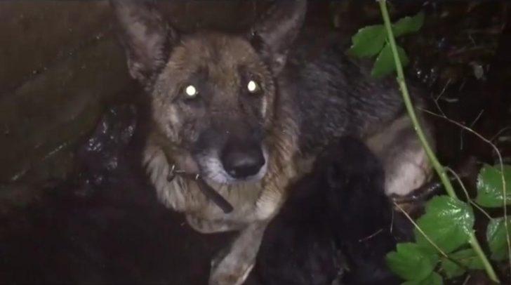 Ordu’nun pati dostları G3