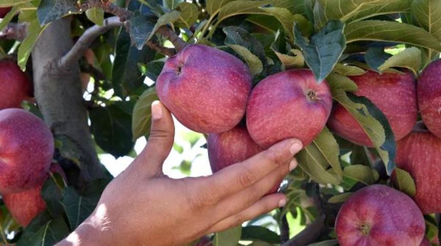 Isparta'da bu yıl elma rekoltesi 700 bin ton oldu! Üreticinin gözü fiyatlarda