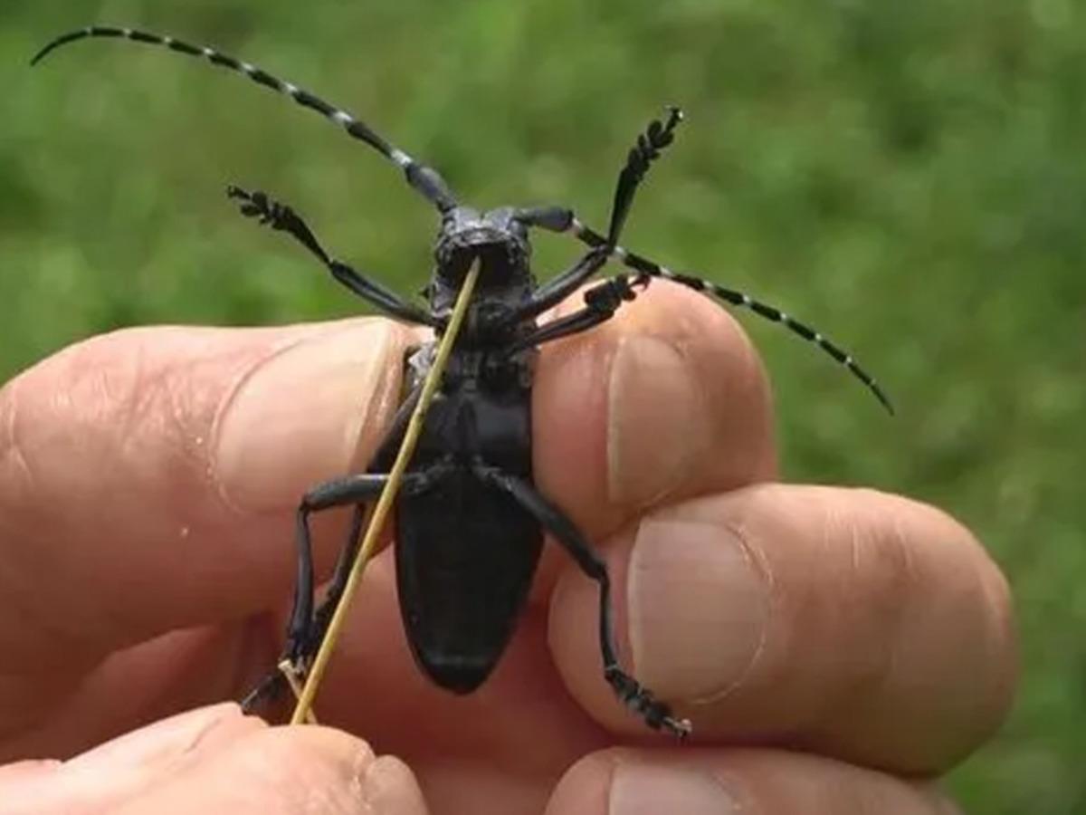 Fındık dallarını kurutan 'Drakula' b&ouml;ceği ile ilgili h&uuml;k&uuml;met harekete ge&ccedil;ti