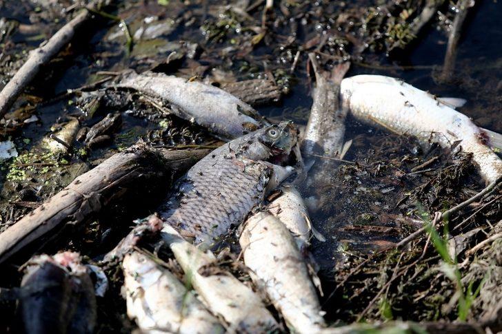 Bursa Valiliği'nden balık ölümlerine ilişkin açıklama G2