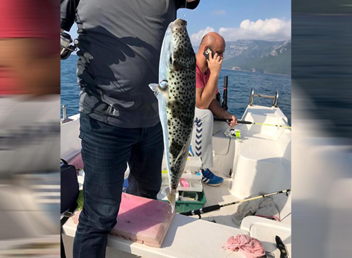 G&ouml;kova K&ouml;rfezi'nde 50 cm uzunluğunda balon balığı yakalandı