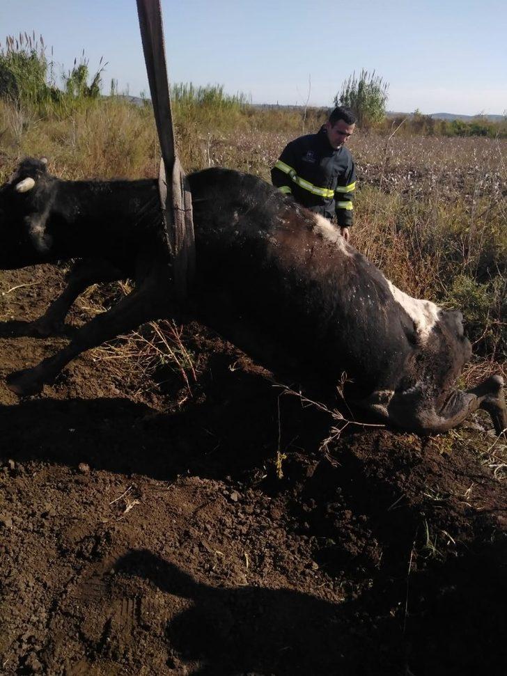 Balçığa saplanan ineği itfaiye kurtardı G1