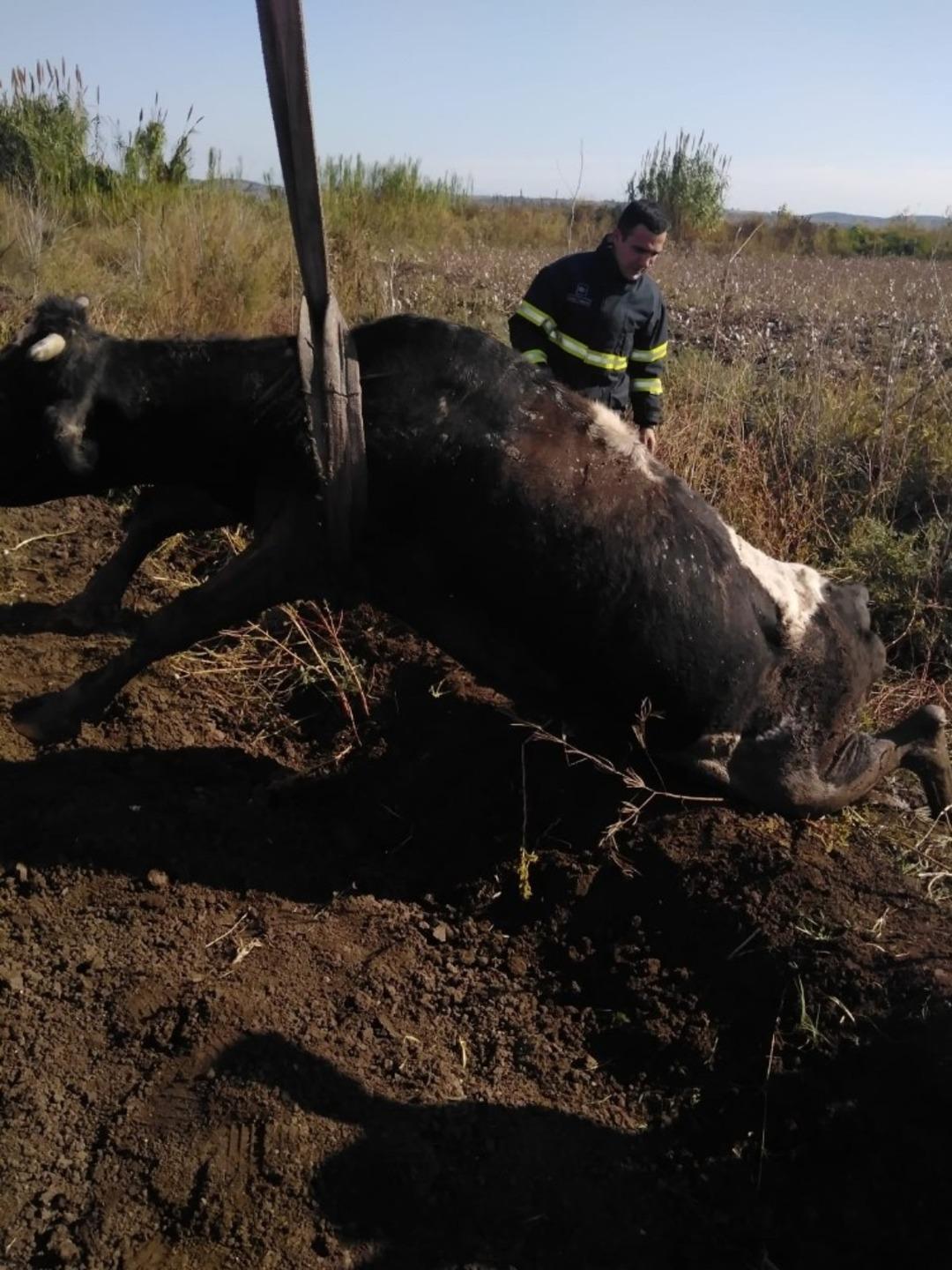 Bal&ccedil;ığa saplanan ineği itfaiye kurtardı