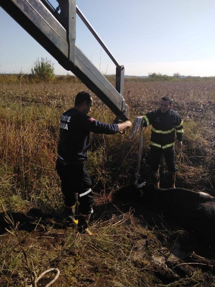 Balçığa saplanan ineği itfaiye kurtardı G3