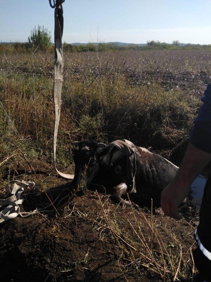 Balçığa saplanan ineği itfaiye kurtardı G4