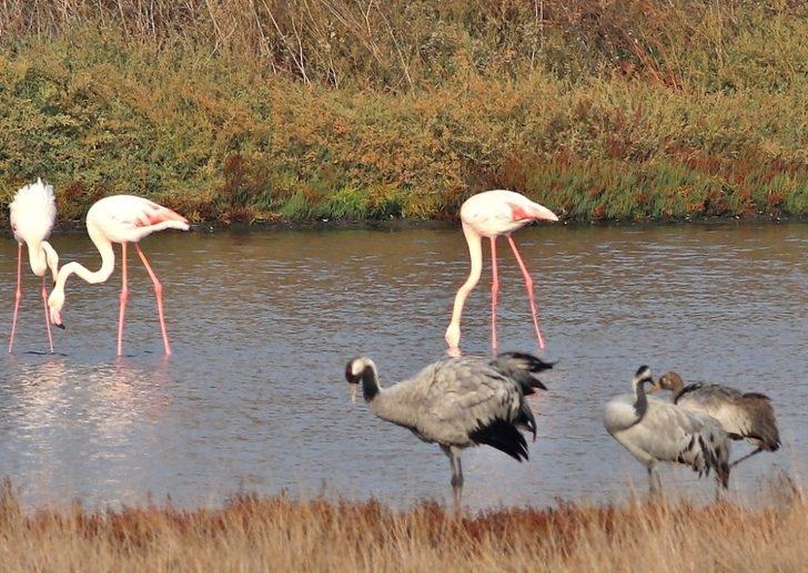 Nesli tehlikede olan turnalar Hersek Lagünü’nde G1