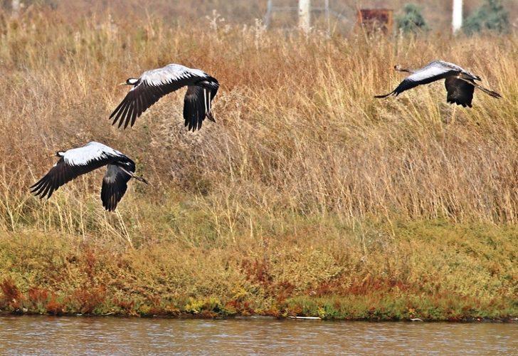 Nesli tehlikede olan turnalar Hersek Lagünü’nde G2