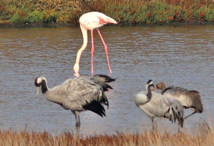 Nesli tehlikede olan turnalar Hersek Lagünü’nde G3