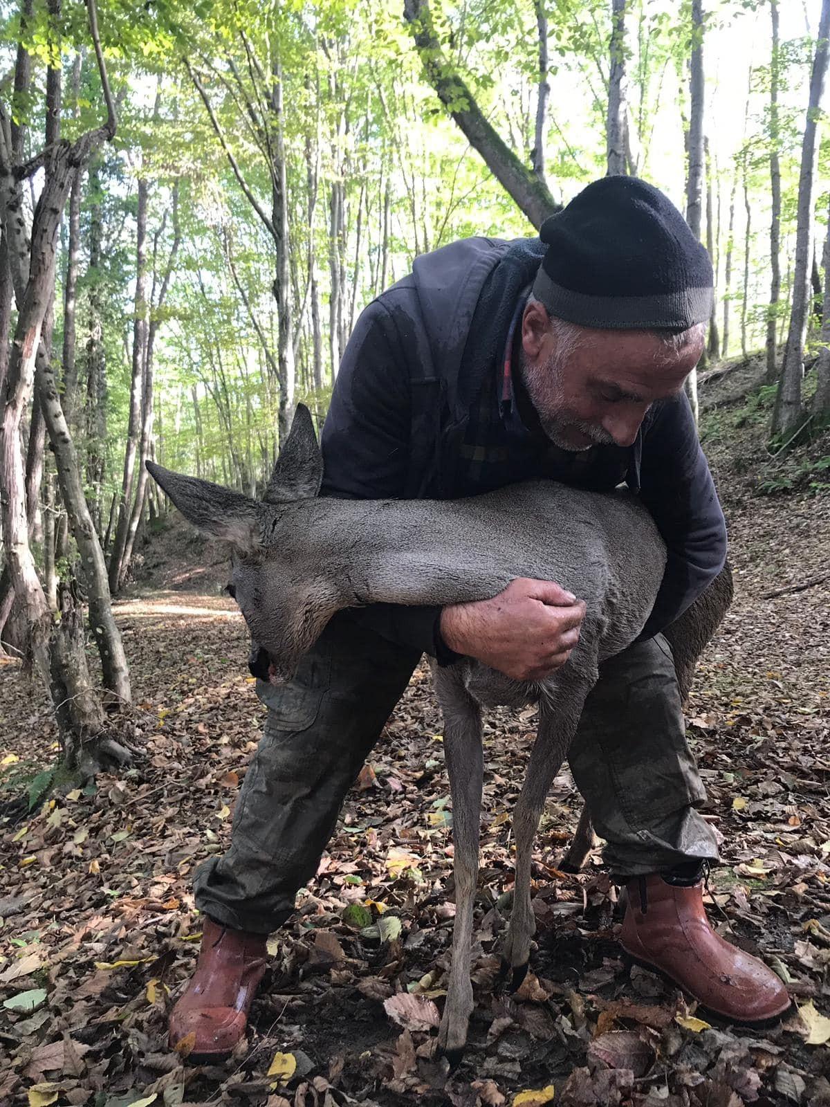 Kırıkkale'nin Longoz Ormanları'nda bulunan yaralı karacaya tedavi