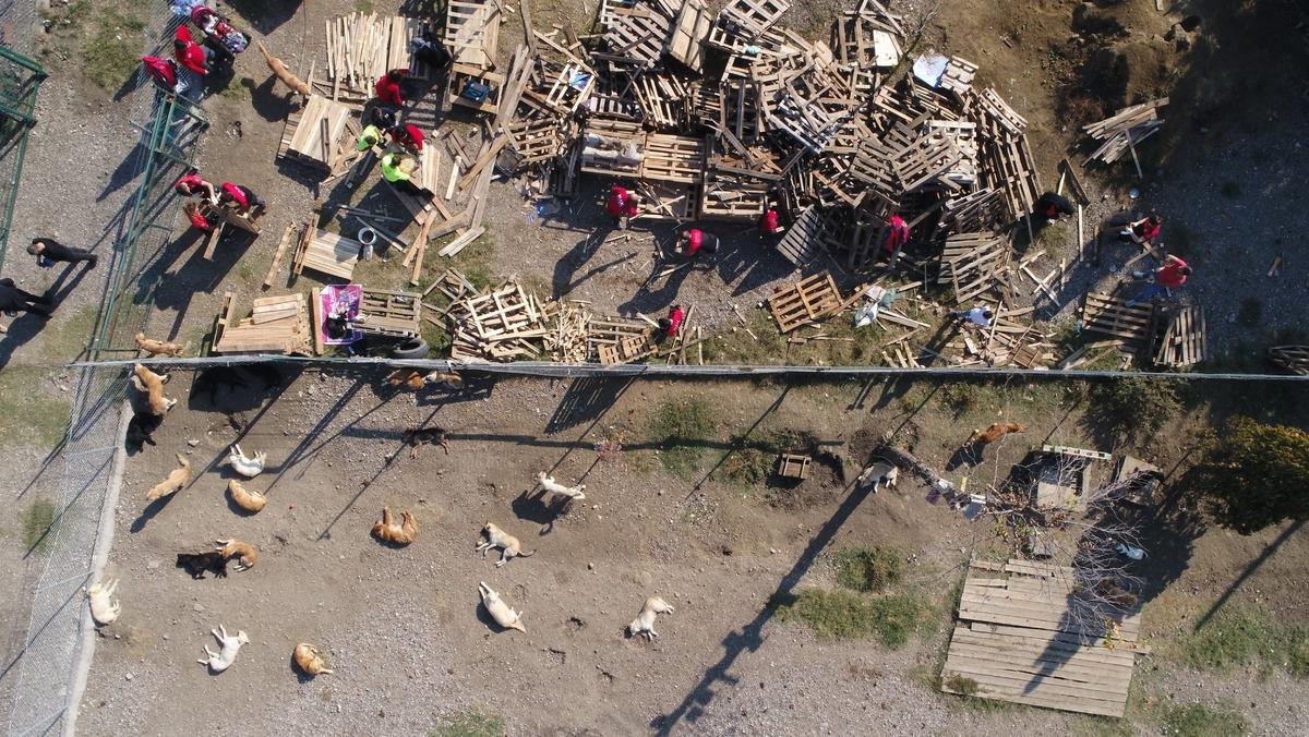 T&uuml;rkiye'nin acı ger&ccedil;eği... Y&uuml;zlerce k&ouml;pek sokağa terk edildi