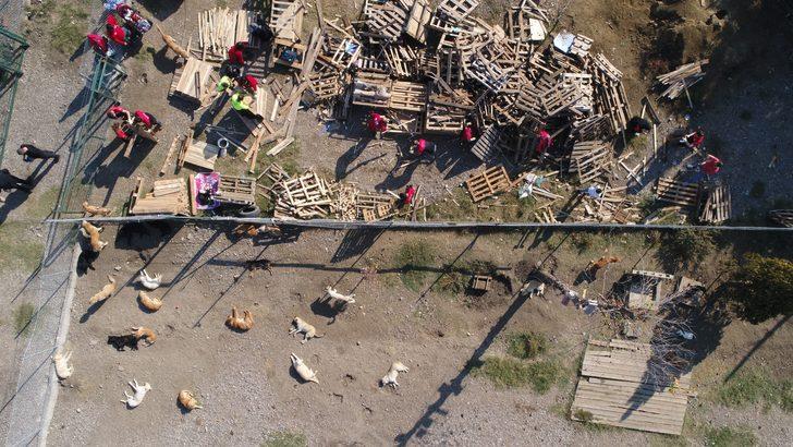 Türkiye'nin acı gerçeği... Yüzlerce köpek sokağa terk edildi G2