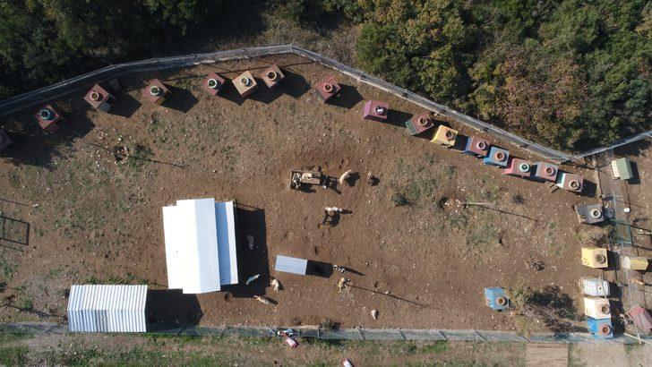 Türkiye'nin acı gerçeği... Yüzlerce köpek sokağa terk edildi G3