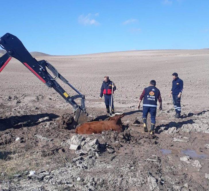 Özalp’ta inek kurtarma operasyonu G1