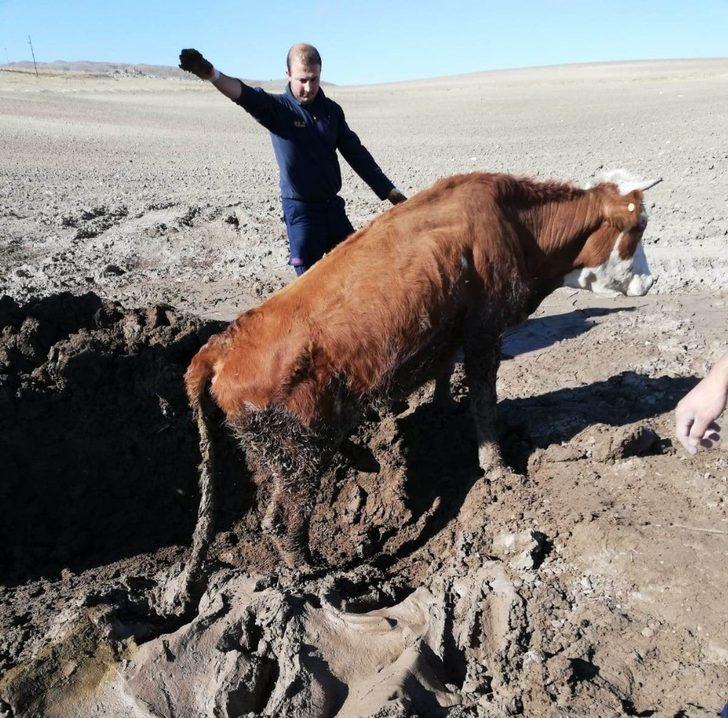 Özalp’ta inek kurtarma operasyonu G2