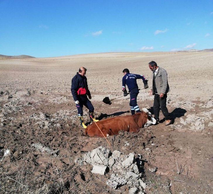 Özalp’ta inek kurtarma operasyonu G3