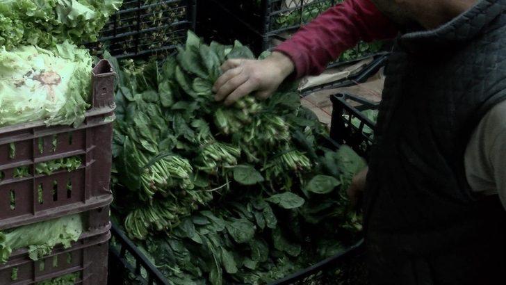Fotoğraflar //  Bayrampaşa Halinde ıspanak numunesi alındı G1