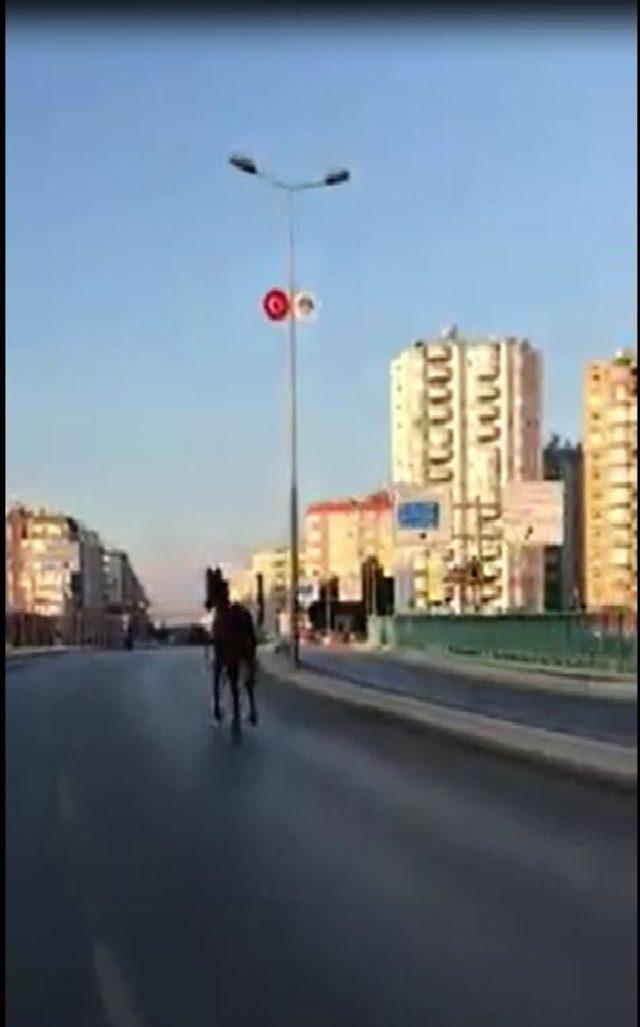 Ana caddede koşan başıboş at şaşırttı 1