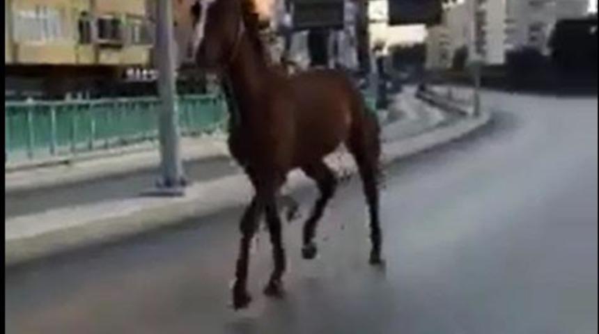 Ana caddede koşan başıboş at şaşırttı