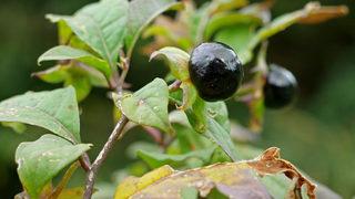 Güzelavrat otu nedir, güzelavrat otu yan etkileri nelerdir?