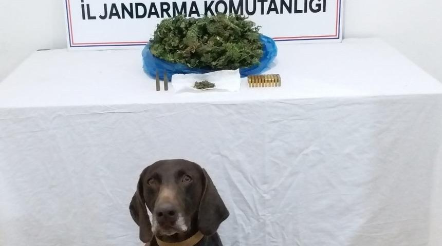 Ordu’da uyuşturucu denetimleri sürüyor