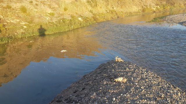 Dicle Nehri’ne hayvan pisliği atan şahıslar hakkında yasal işlem başlatıldı