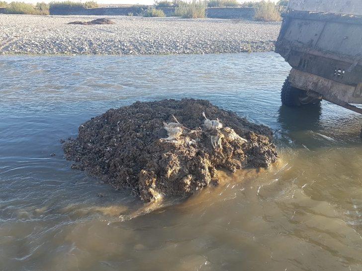 Dicle Nehri’ne hayvan pisliği atan şahıslar hakkında yasal işlem başlatıldı G3