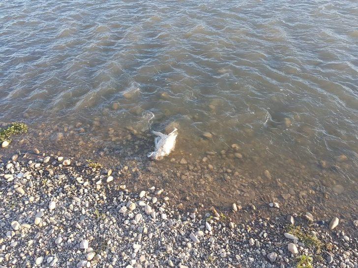 Dicle Nehri’ne hayvan pisliği atan şahıslar hakkında yasal işlem başlatıldı G4