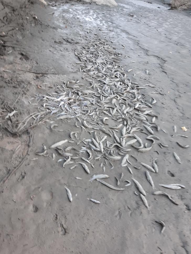 Korkunç görüntü! Binlerce balık ölü bulundu G1