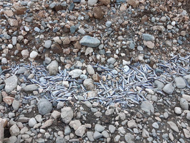 Korkunç görüntü! Binlerce balık ölü bulundu G2