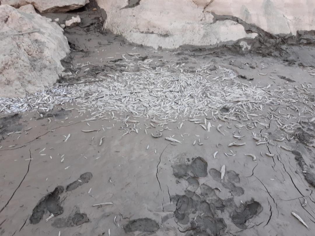 Binlerce balık &ouml;ld&uuml;