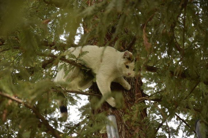 Ağaçta mahsur kalan kediyi itfaiye ekipleri kurtardı G2