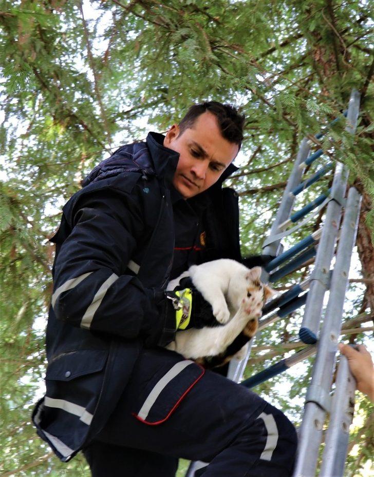 Ağaçta mahsur kalan kediyi itfaiye ekipleri kurtardı G4